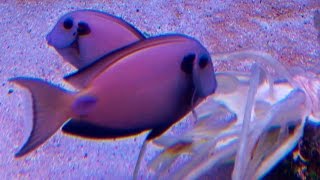 Cheapest food for Surgeonfish ᴴᴰ [upl. by Wey173]