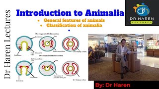 Introduction to Animalia [upl. by Sloan]