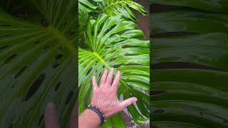 Costa Rican Tropical Plants [upl. by Sunny]