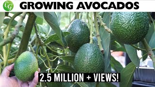 🥑The Best Avocados to Grow in Your Garden No More Growing Avocado from Seed [upl. by Hafeenah313]