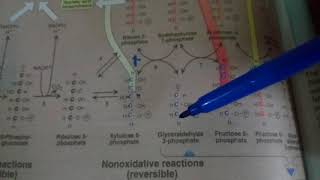 PENTOSE PHOSPHATE PATHWAY part 2non oxidative reactions [upl. by Aneekal]