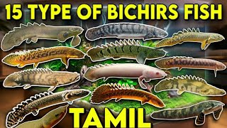 15 Type of Bichir fish  Tamil [upl. by Rizzo]