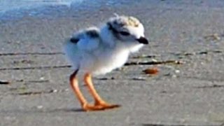 Piping Plover Chick  June 16 2014 [upl. by Knight]