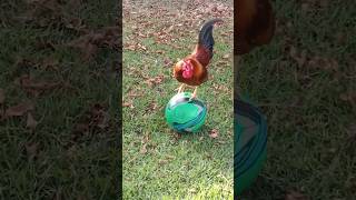 Rooster Balances On A Rolling Ball [upl. by Euqimod]