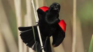 Redwinged Blackbird [upl. by Lainey703]