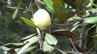 Magnolia grandiflora [upl. by Clippard]