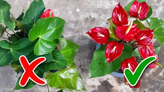 Anthurium Flowering Tips  Learn Gardening [upl. by Haslam438]