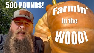 Offgrid at the Fieldsey Homestead 500lb Pumpkin root cellar build and more [upl. by Dowzall]