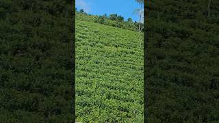 Tea plantation Go down deh nature shorts Peermade [upl. by Cati]