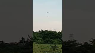 Merpati GADITANO  TRISULA POUTER FREE FLIGHT Di Spot Perum CITRA HARMONI merpati pigeon [upl. by Larrie]