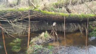 Industrie Brachgelände erkunden  Begegnung  Grundwasseraustritt  Wald im Wasser  Malaria Mücken [upl. by Akcirret906]