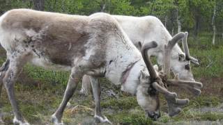 Meine Reise nach Finnland zum Polarkreis Lappland [upl. by Adrien]