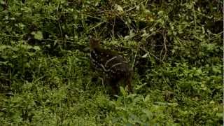 Indian Spotted Chevrotain Moschiola indica [upl. by Aratak643]