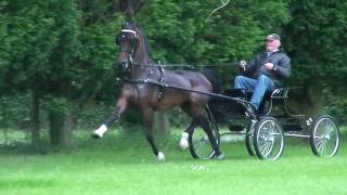 Beautiful Hackney mare at National Show 2010 [upl. by Edwyna]