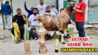 Ustaad Sharif Bhai Ka Champion Gujri Bakra In Indore [upl. by Entroc]