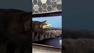 Réponds un 😸 s’il squatte ton clavier d’ordi viedechat chat caats [upl. by Eitsym698]