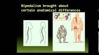 Matric Revision Life Sciences origins 413 bipedalism 24 anatomical differences 13 [upl. by Notyep]