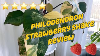 Philodendron Strawberry Shake Review [upl. by Reisinger190]