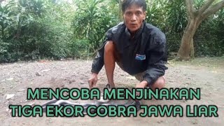 MENCOBA MENJINAKANTiga Ekor Cobra Jawa Liar [upl. by Donetta]