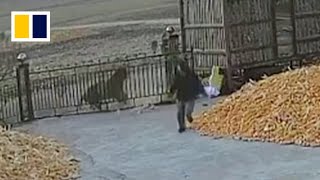 Chinese villager narrowly escapes wild tiger attack [upl. by Hsima]