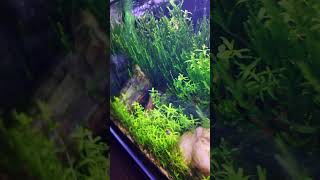 Tank tour aquarium aquascape plantedtank fishtank aquariumhobby plants fishtank [upl. by Noslien]