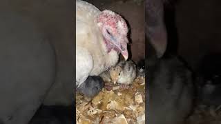 she put them with the 🦃 mama she accepted the poults and the chicks She’s being a good mama [upl. by Aneehsram]