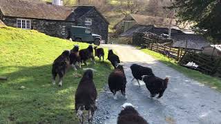 Springtime Excitement  Herdwick Sheep having a mad 5 mins  Spring is in the air [upl. by Onid]