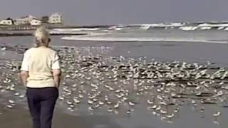 LOWELL MANGANO AT STRATHMERE BEACH 1999 [upl. by Nelg]