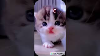 alifun baa arabic song singing cute KittyTawsif Cat er Sathe Arbi Porlo alifunba viralshorts [upl. by Ssirk]