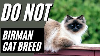 7 Reasons You SHOULD NOT Get a Birman Cat [upl. by Kathye]