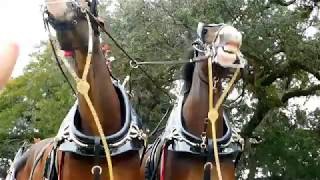 Budweiser Clydesdale parade in Ocean Springs Mississippi 2019 [upl. by Assetnoc]