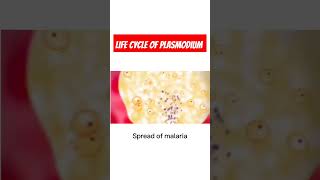 Malarial etiology Life cycle of Plasmodium  Malarial parasite Malaria [upl. by Harpp]