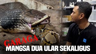 KING COBRA GARAGA MAKAN DUA ULAR SEKALIGUS [upl. by Hartmann]