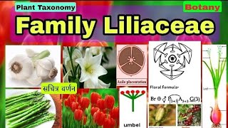 Family LiliaceaePlant taxonomy Floral Characters Floral Formula Fruits Biology LT TGT PGT [upl. by Joshua724]