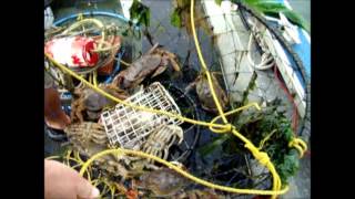 Crabbing in Grays Harbor Bay  Ocean Shores WA [upl. by Platus302]