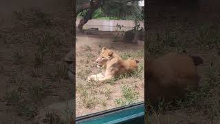 Lionesses at the Houston zoo pt 2 [upl. by Airdnassac]