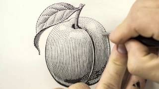 Scratchboard Illustration of a Plum for a Jam Label [upl. by Birkett788]