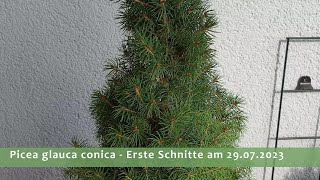 Grundgestaltung Picea glauca conica 29072023  Teil 1 [upl. by Airetnahs]