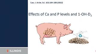 Vitamin D and vitamin D metabolites impact on calcium and phosphorus balance in gestating sows [upl. by Ramberg725]