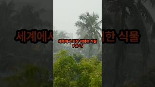 세계에서 가장 위험한 식물 TOP 3 [upl. by Adaminah]