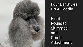 Four Ear Styles on a Poodle [upl. by O'Donoghue]