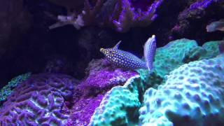 orange spotted filefish spawning [upl. by Leuas]