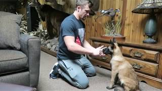 TRAINING A SHED DOG  Beginning stages  Belgian Malinois [upl. by Llenrub932]