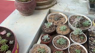 Potting and Propagation Made Easy [upl. by Frissell583]