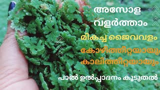 AZOLLA CULTIVATION അസോള ഉപയോഗങ്ങളും കൃഷിയും  ജൈവവളം  കോഴിത്തീറ്റ കാലിത്തീറ്റ [upl. by Ynaffik]