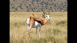 Springbok facts [upl. by Ttereve]