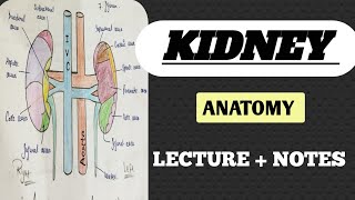 kidney anatomy in Hindi  kidney anatomy notes  kidney nursing notes  kidney anatomy [upl. by Ltney163]