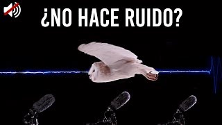 ¿Porque los Búhos no hacen ningún ruido al volar  Experimento [upl. by Auburta]