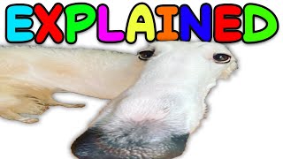 Borzoi Dog Meme Explained [upl. by Stormi]