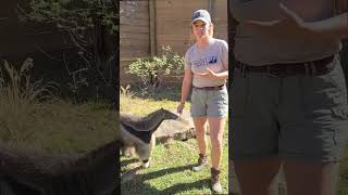 Feeding Giant Anteater shorts [upl. by Annayoj]